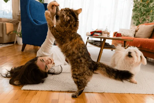 ag-huisdierenverzekering-spelende-kat